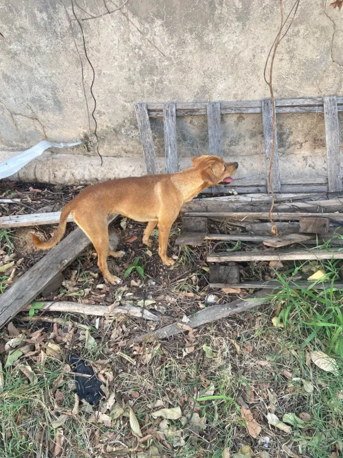 Cachorro ra a SRD-ViraLata idade 2 a 6 meses nome Adriel dos Santos 