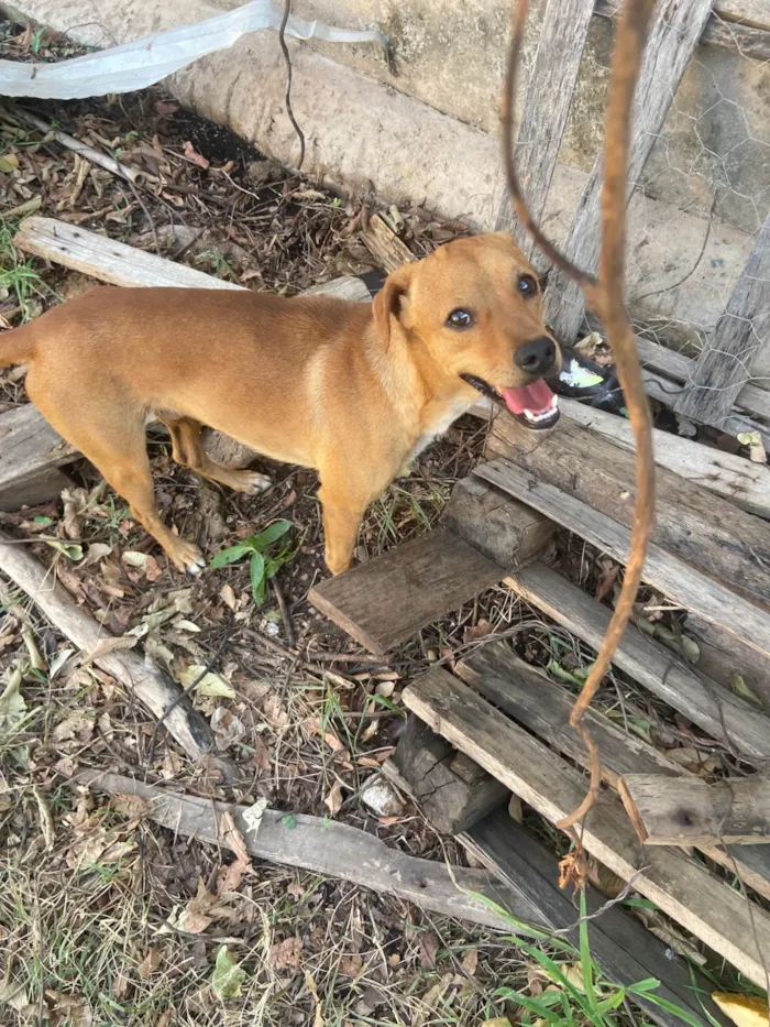 Cachorro ra a SRD-ViraLata idade 2 a 6 meses nome Adriel dos Santos 
