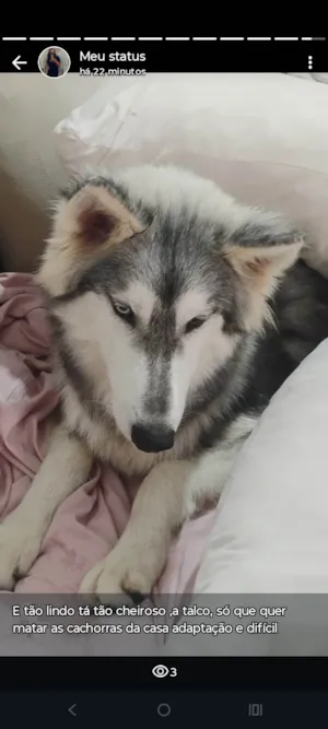 Cachorro raça Husky Siberiano idade 7 a 11 meses nome Rebeca
