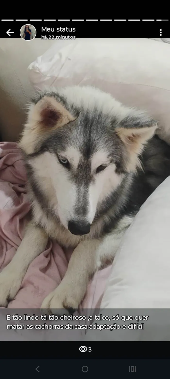 Cachorro ra a Husky Siberiano idade 7 a 11 meses nome Rebeca