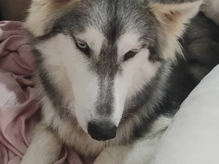 Cachorro ra a Husky Siberiano idade 7 a 11 meses nome Rebeca