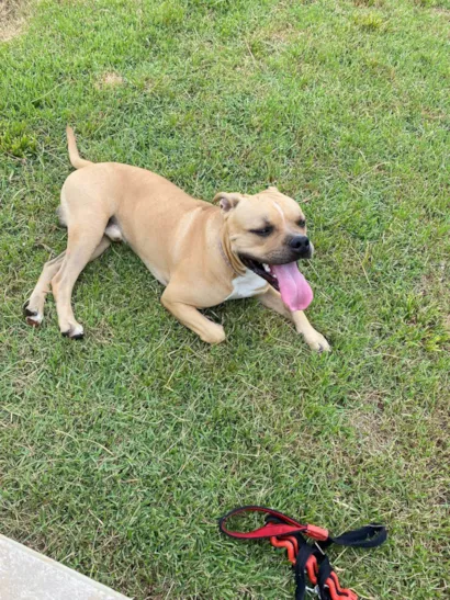 Cachorro raça Pit-Bull idade 7 a 11 meses nome Zeus