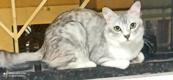 Gato ra a Exótico idade 1 ano nome Gordinho