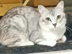 Gato raça Exótico idade 1 ano nome Gordinho