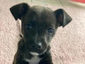 Cachorro raça SRD-ViraLata idade 2 a 6 meses nome Bisteca