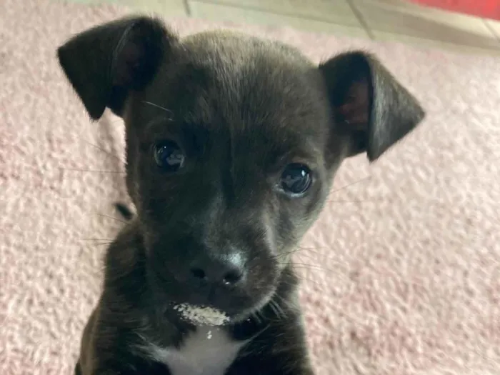 Cachorro ra a SRD-ViraLata idade 2 a 6 meses nome Bisteca