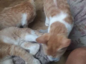 Gato raça SRD-ViraLata idade 7 a 11 meses nome Sem nome
