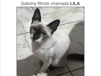 Gato raça Siamês idade 2 a 6 meses nome Lila