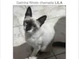 Lila
