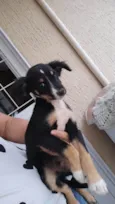 Lulu