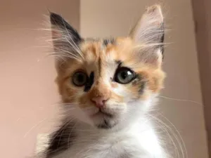 Gato raça SRD-ViraLata idade Abaixo de 2 meses nome Cristal