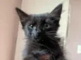 Pantera negra