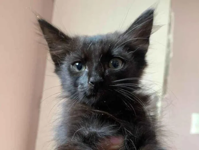 Gato ra a SRD-ViraLata idade 2 a 6 meses nome Pantera negra