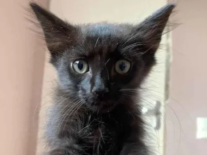 Gato raça SRD-ViraLata idade 2 a 6 meses nome Viúva Negra 