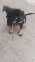 Belinha 