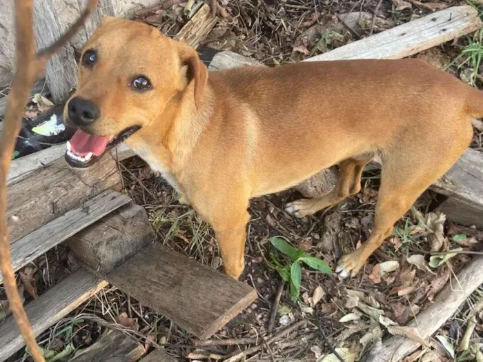 Cachorro ra a SRD-ViraLata idade 2 a 6 meses nome Adriel dos Santos 