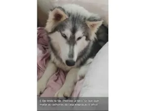 Cachorro raça Husky Siberiano idade 7 a 11 meses nome Rebeca