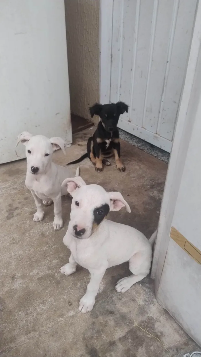 Cachorro ra a SRD-ViraLata idade Abaixo de 2 meses nome Lili