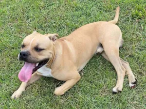 Cachorro raça Pit-Bull idade 7 a 11 meses nome Zeus