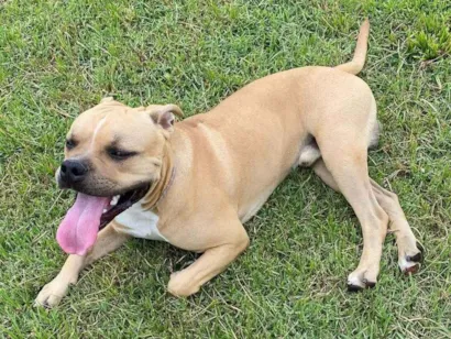 Cachorro raça Pit-Bull idade 7 a 11 meses nome Zeus
