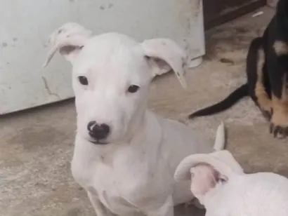Cachorro raça SRD-ViraLata idade Abaixo de 2 meses nome Lili