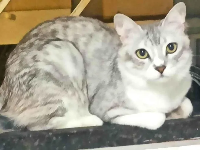 Gato ra a Exótico idade 1 ano nome Gordinho