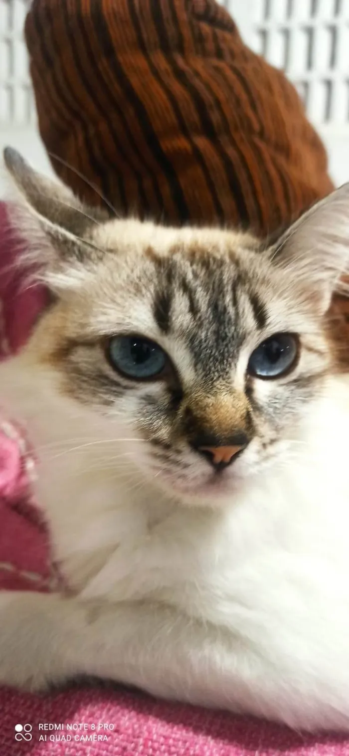 Gato ra a Angorá idade 1 ano nome Blanca