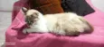 Blanca
