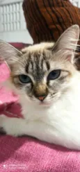 Blanca