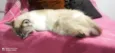 Blanca