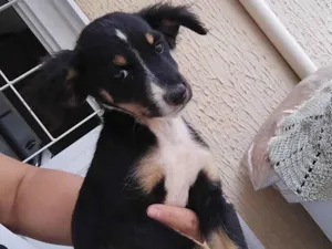 Cachorro raça SRD-ViraLata idade 2 a 6 meses nome Lulu
