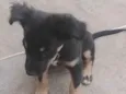 Belinha 
