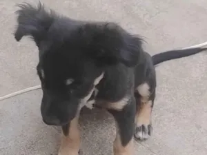 Cachorro raça SRD-ViraLata idade 2 a 6 meses nome Belinha 