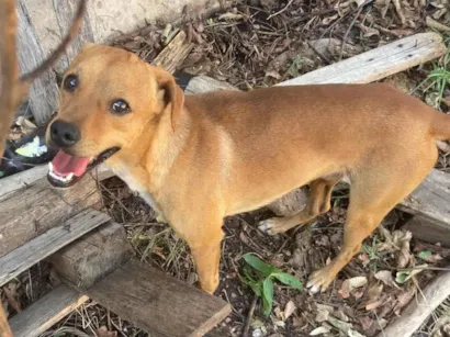 Cachorro raça SRD-ViraLata idade 2 a 6 meses nome Adriel dos Santos 