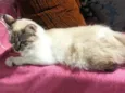 Blanca
