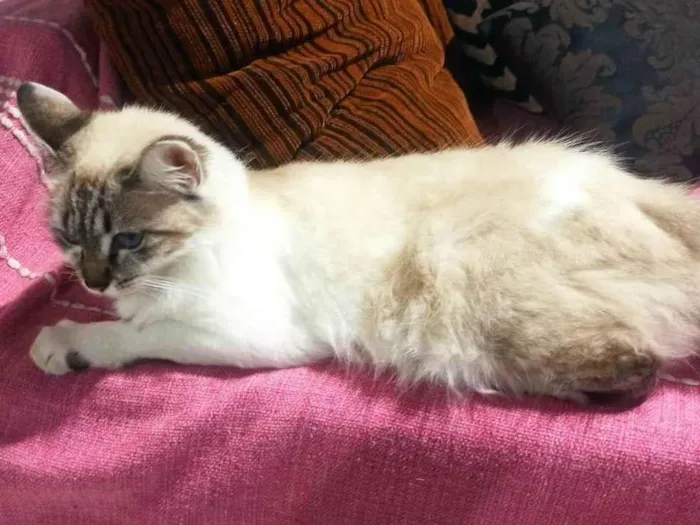 Gato ra a Angorá idade 1 ano nome Blanca