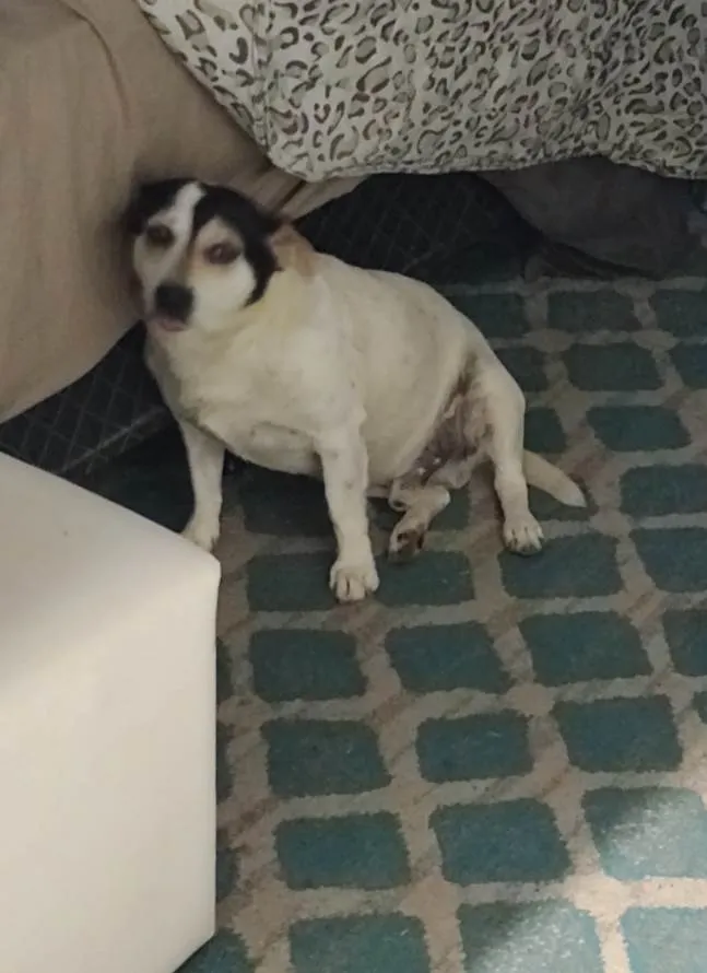 Cachorro ra a SRD-ViraLata idade 6 ou mais anos nome Fred
