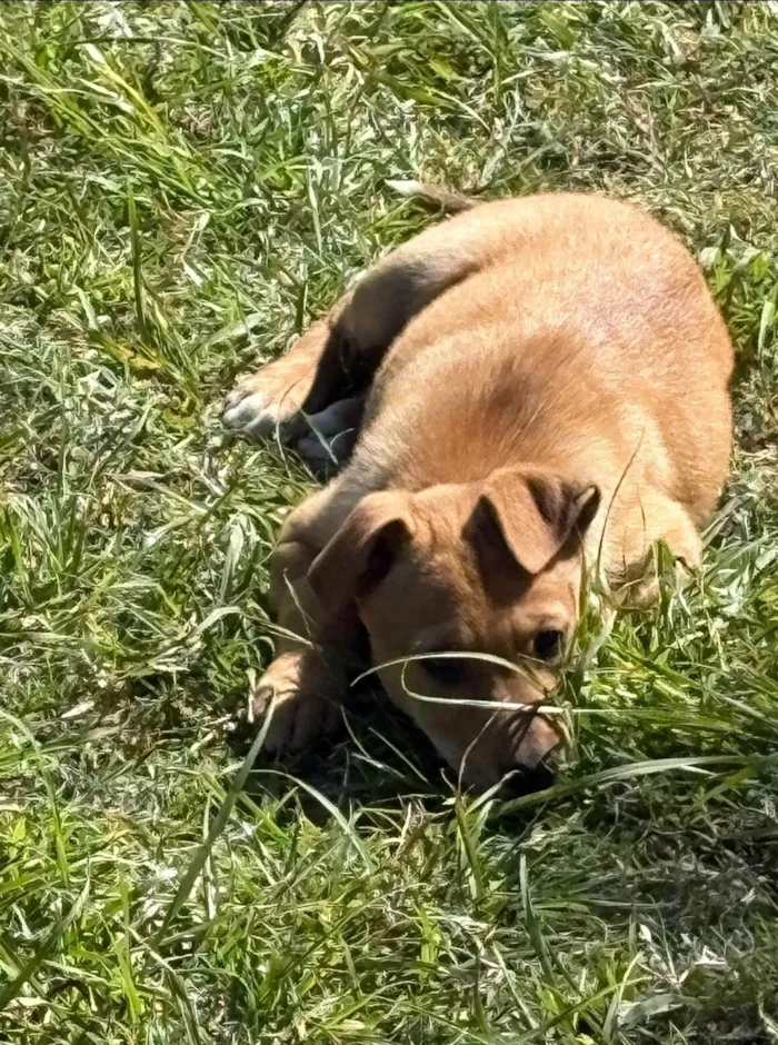 Cachorro ra a SRD-ViraLata idade 2 a 6 meses nome Milo