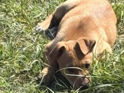 Cachorro raça SRD-ViraLata idade 2 a 6 meses nome Milo