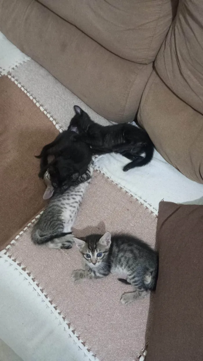 Gato ra a SRD-ViraLata idade 2 a 6 meses nome Doação de filhotes 