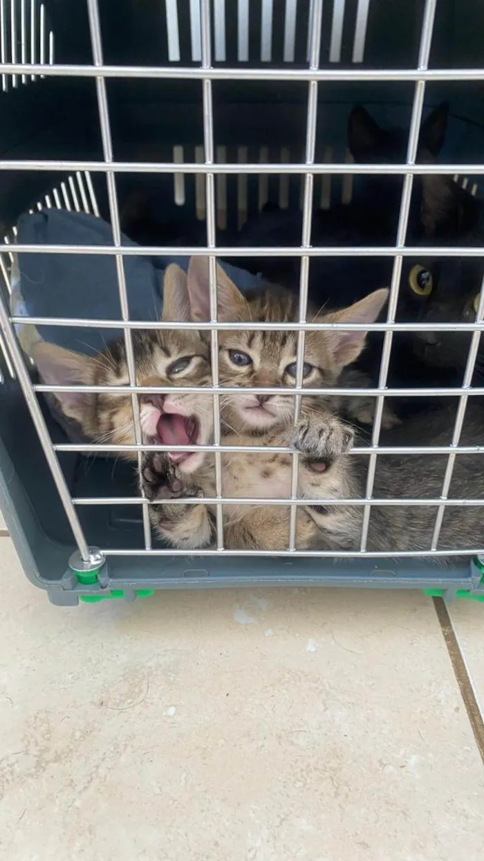 Gato ra a SRD-ViraLata idade 2 a 6 meses nome Doação de filhotes 