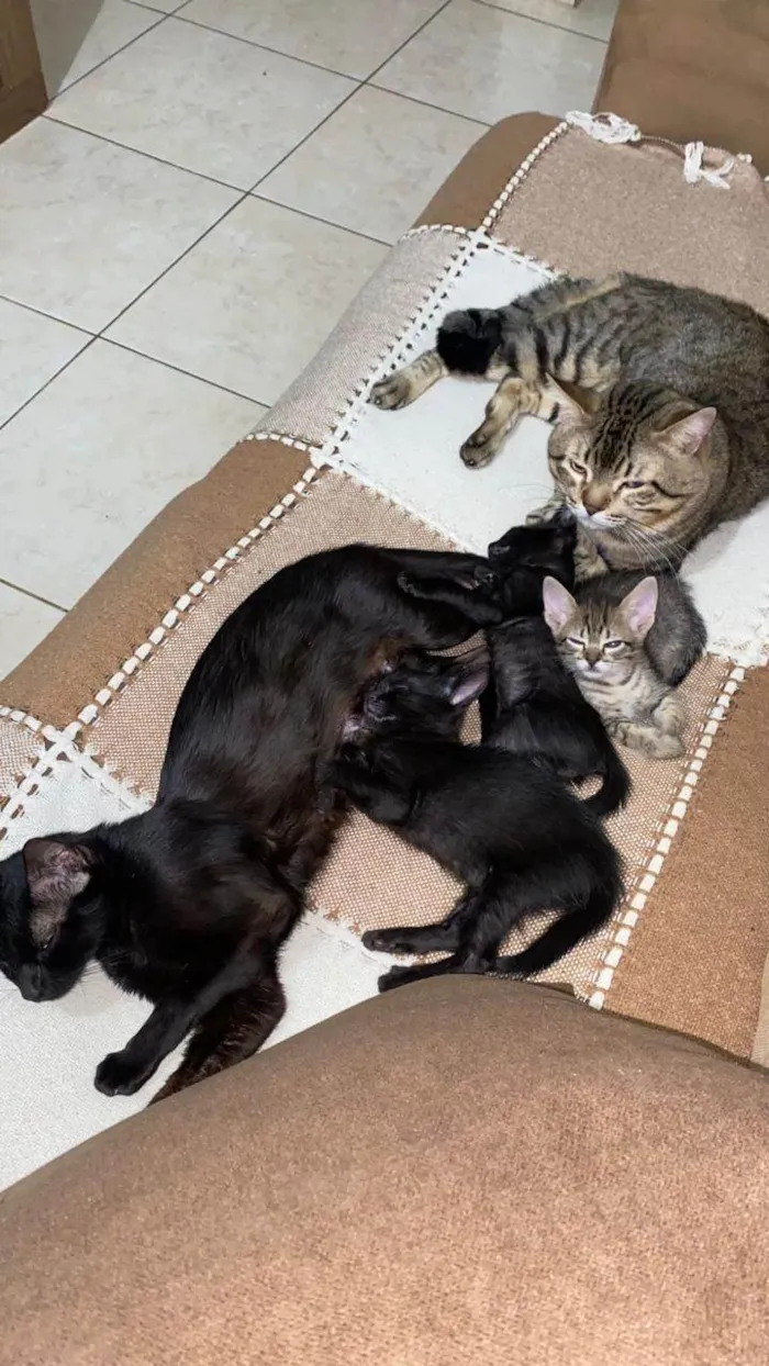 Gato ra a SRD-ViraLata idade 2 a 6 meses nome Doação de filhotes 