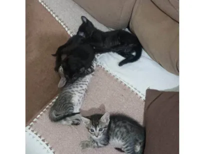 Gato raça SRD-ViraLata idade 2 a 6 meses nome Doação de filhotes 