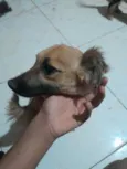 Loirinho