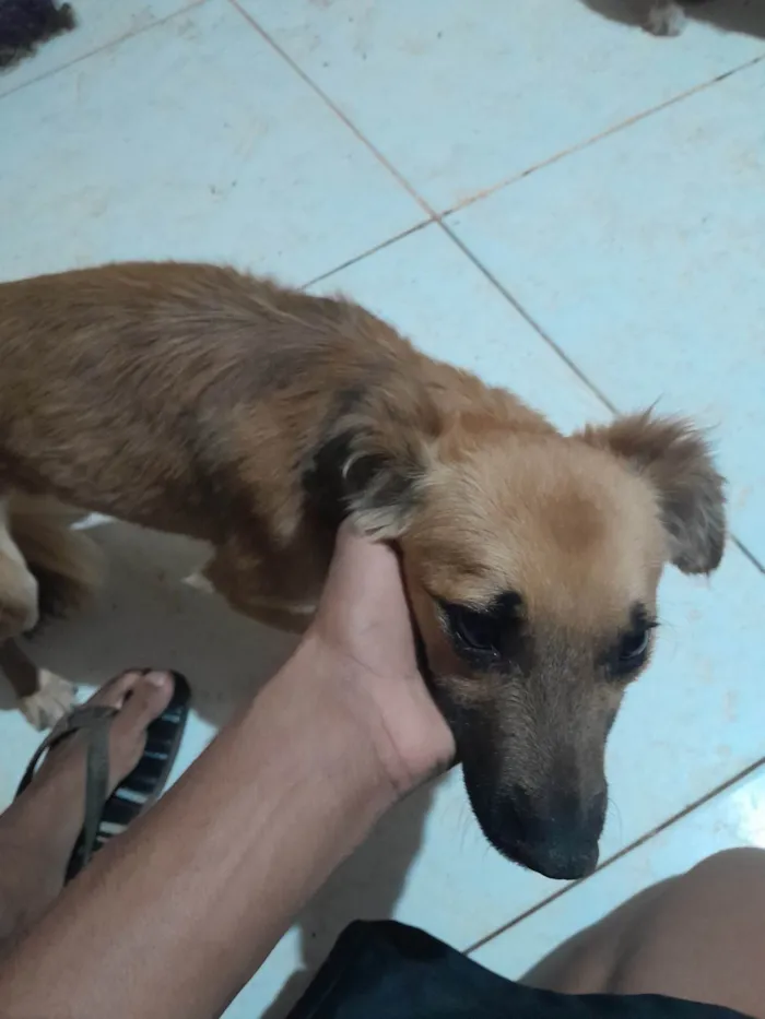 Cachorro ra a Poodle idade 1 ano nome Loirinho