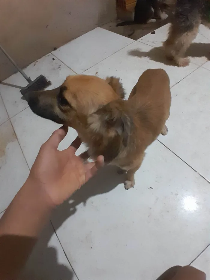 Cachorro ra a Poodle idade 1 ano nome Loirinho