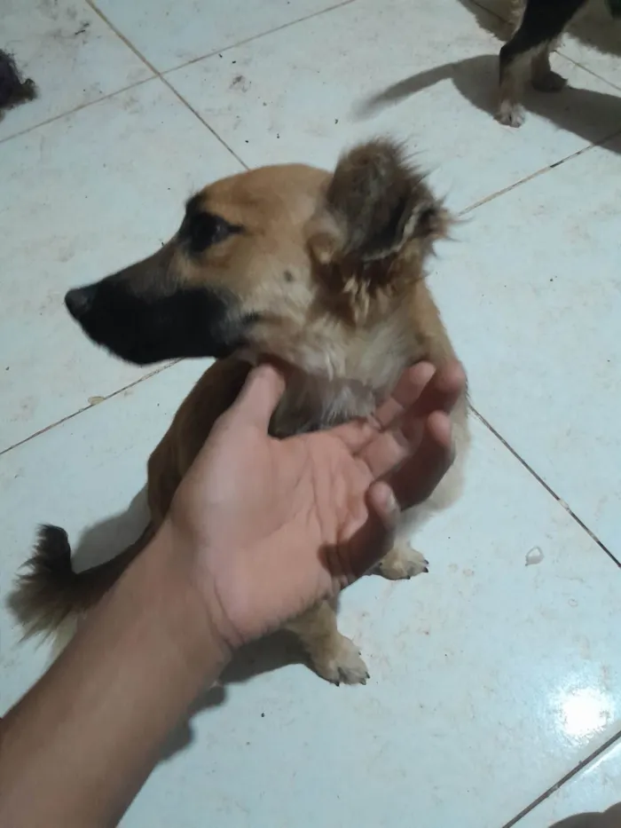 Cachorro ra a Poodle idade 1 ano nome Loirinho