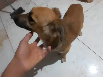 Cachorro raça Poodle idade 1 ano nome Loirinho