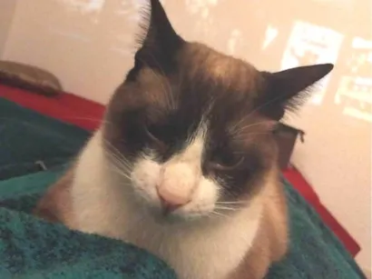 Gato raça Siamês idade 2 a 6 meses nome EDIANE SANTOS NASCI