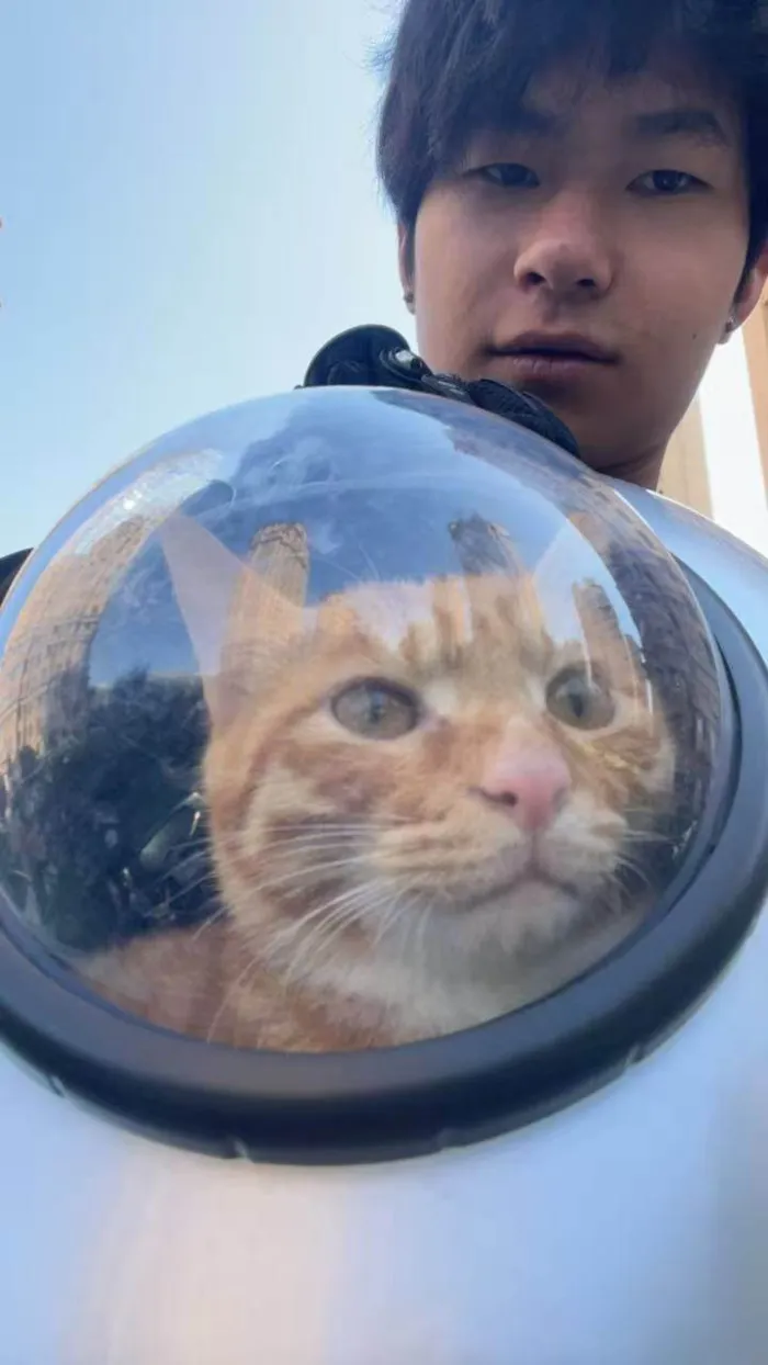 Gato ra a Angorá idade 1 ano nome fod